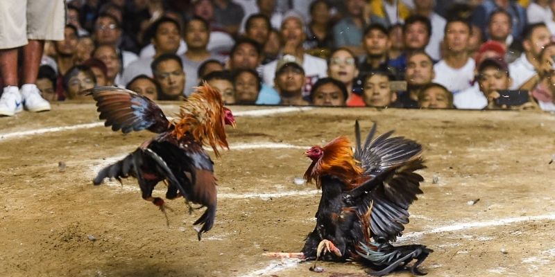 Đá gà C1 tại 88bet phát hành nhiều loại hình hấp dẫn nhất