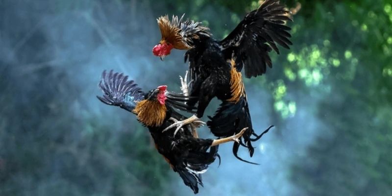 Đá gà C1 là nơi diễn ra các màn so tài cực hấp dẫn hiện nay