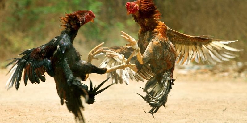 Đá gà C1 được phân định rõ về kết quả thắng hay thua