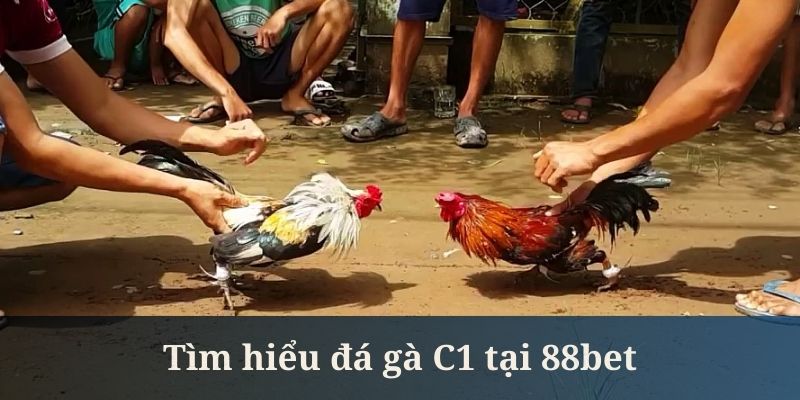 đá gà c1 88bet