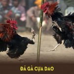 đá gà cựa dao