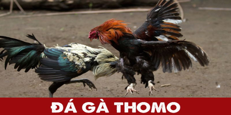 Đá gà thomo là hình thức cá cược được nhiều bet thủ lựa chọn