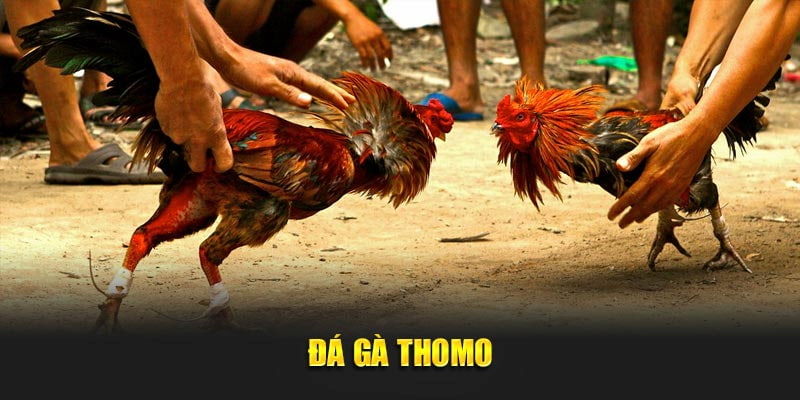 Một trận đá gà kiểu thomo diễn ra với quy trình chặt chẽ